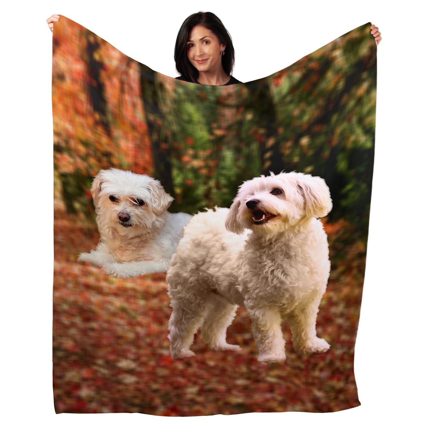 50" x 60" Bichon Frise Plush Minky Blanket