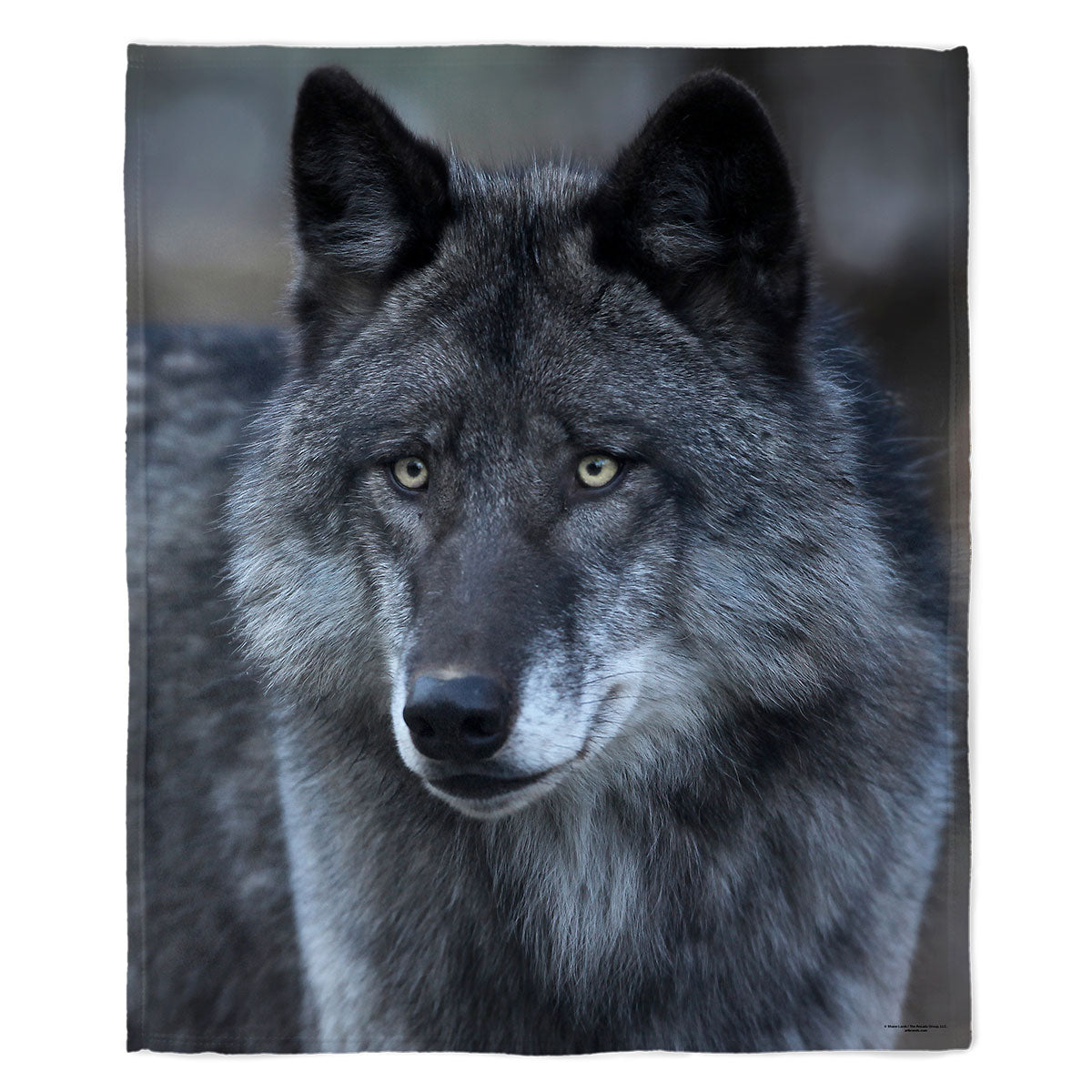 Black Wolf Portrait 50" x 60" Fleece Blanket