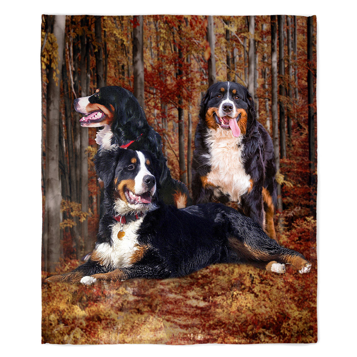 Bernese Mountain Dog 50" x 60" Fleece Blanket