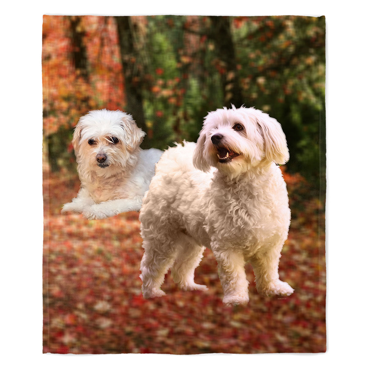 Bichon Frise 50" x 60" Fleece Blanket