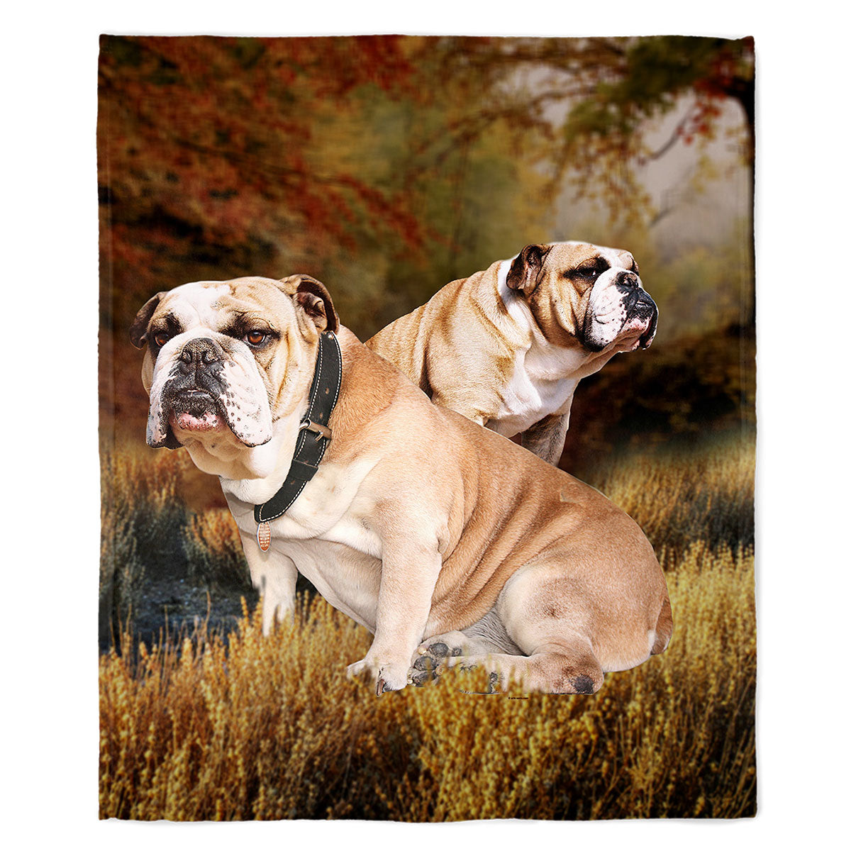 Bulldog 50" x 60" Fleece Blanket