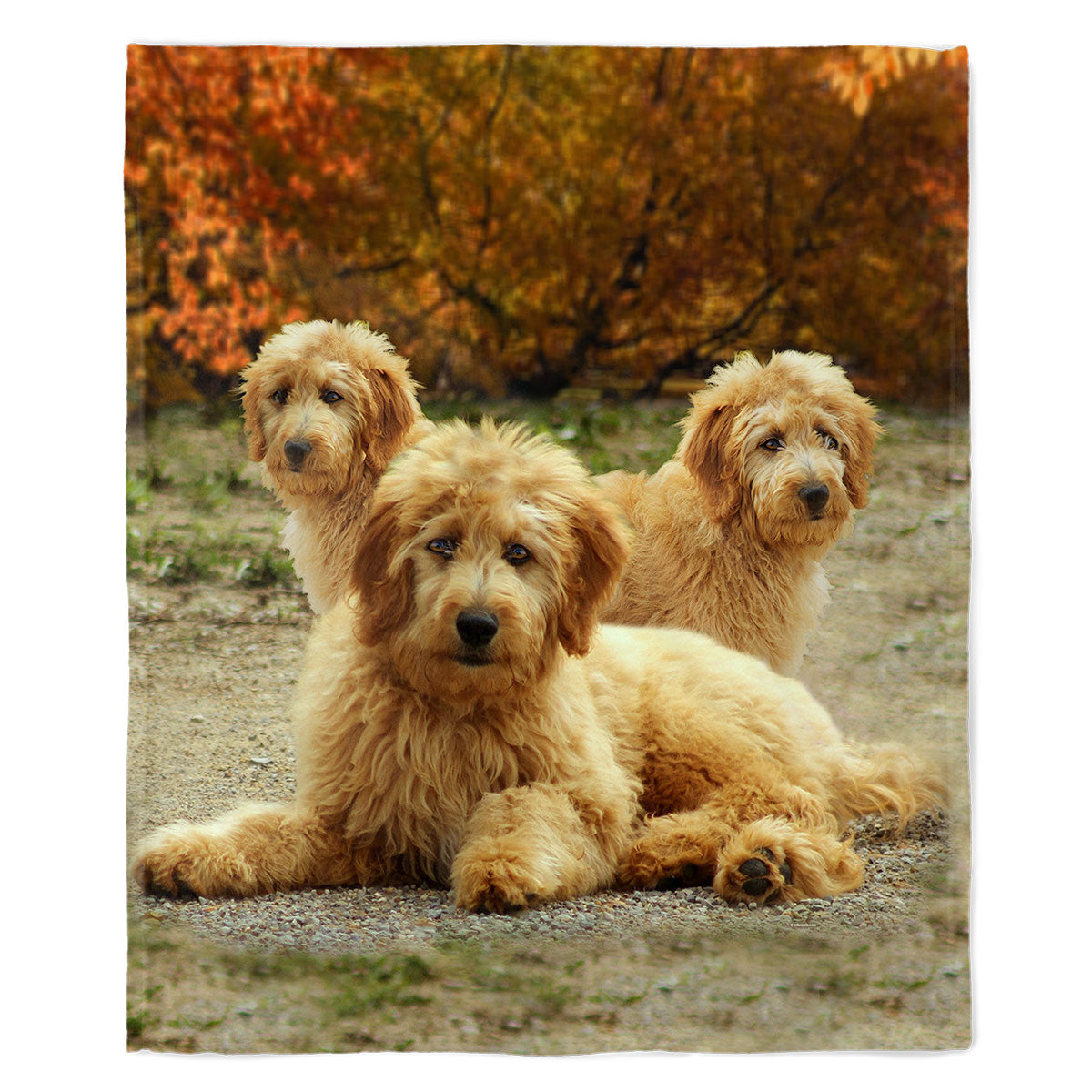 Golden Doodle 50" x 60" Fleece Blanket