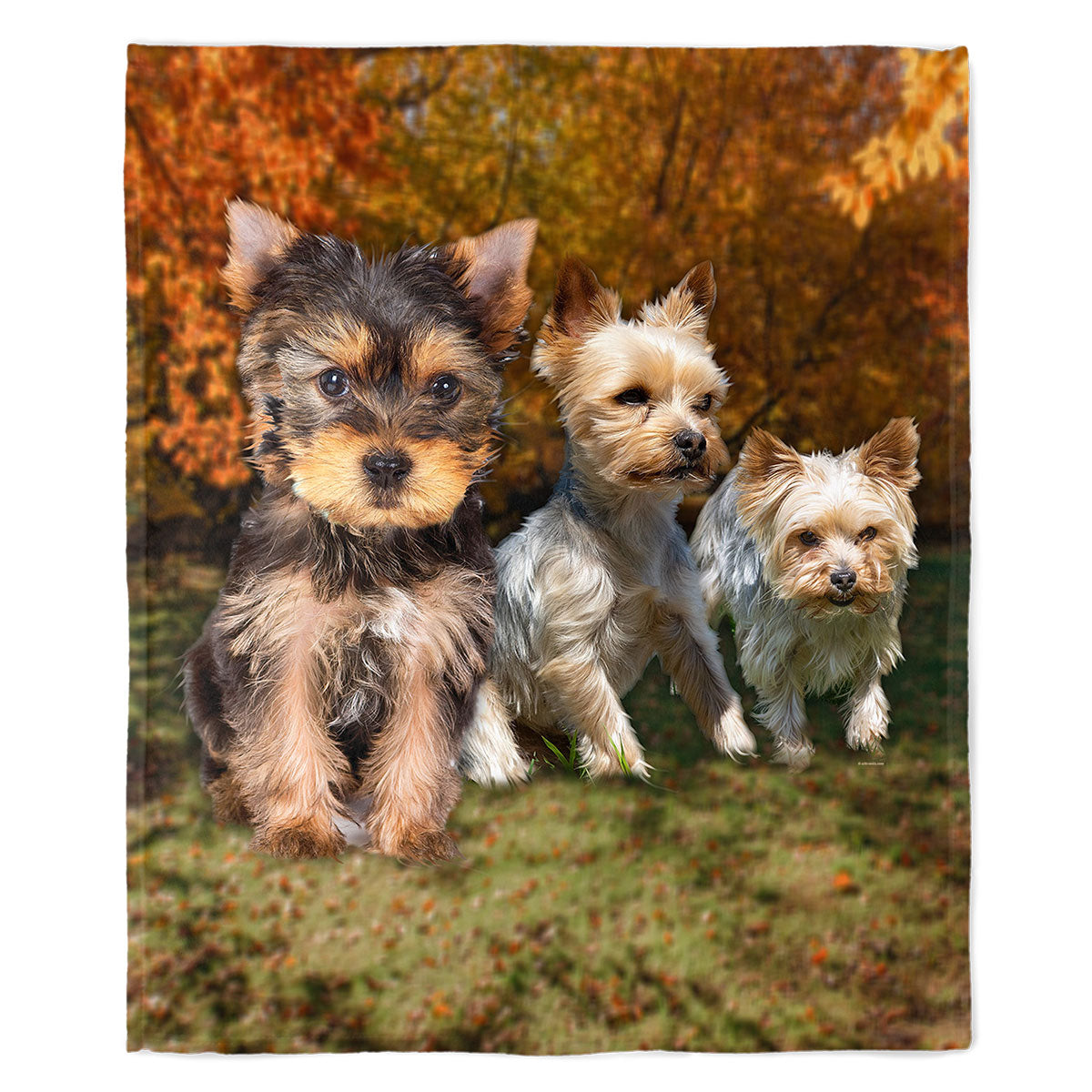 Yorkie 50" x 60" Fleece Blanket