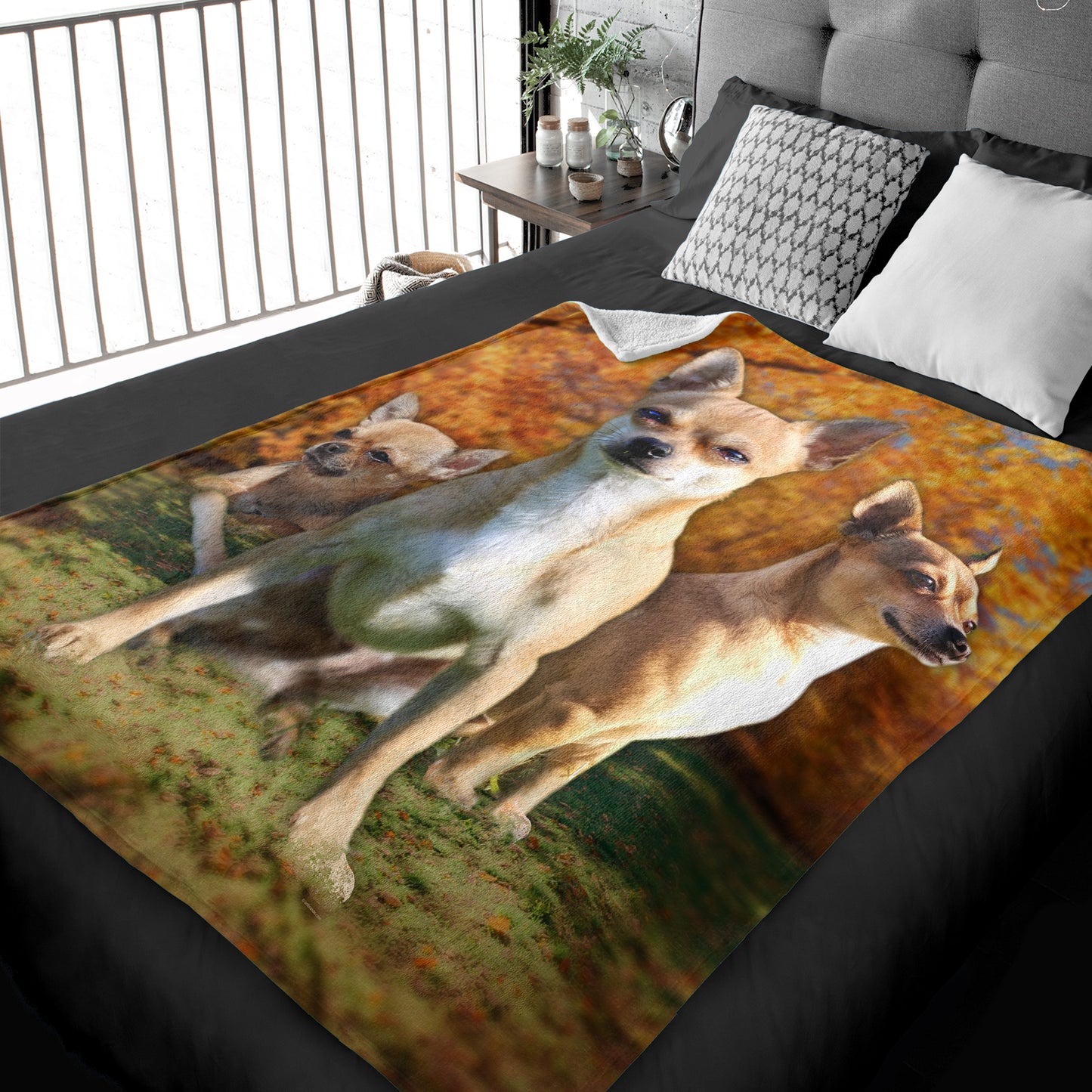 50" x 60" Chihuahua Plush Minky Blanket