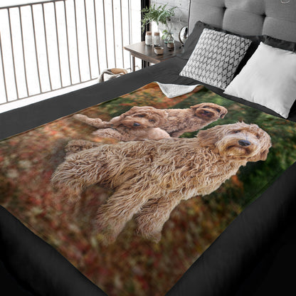 50" x 60" Labradoodle Plush Minky Blanket